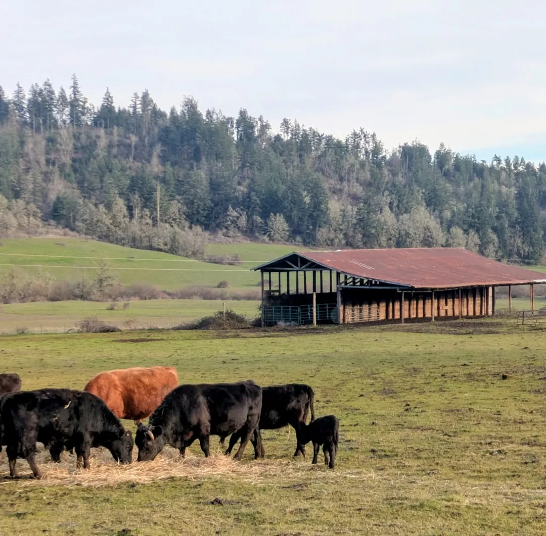 Cattle grazing on Oregon rangeland with barn and forested hills